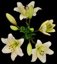 Lily white on black top Royalty Free Stock Photo