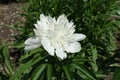 Lily white flower of peony in May Royalty Free Stock Photo