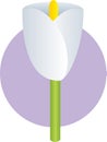 Lily white flower illustration