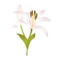 Lily white Lilium candidum fourth a white flower with leaves on a white background vector illustration editable