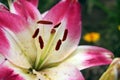 Lily white and pink Royalty Free Stock Photo