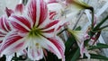 Lily white with red stripes