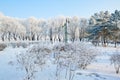 The lily world wintertime scenery Royalty Free Stock Photo