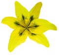 Lily yellow flower isolated with clipping path, on a white background. beautiful lily for design. Closeup.