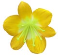 Lily yellow flower, isolated with clipping path, on a white background. green pistils, stamens. Light-green center. for design. Royalty Free Stock Photo