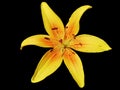 Lily yellow