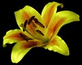 Lily yellow-green flower on the black isolated background with clipping path. Closeup no shadows. Royalty Free Stock Photo