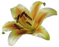 Lily yellow-green flower on a white isolated background with clipping path. Closeup no shadows. Royalty Free Stock Photo