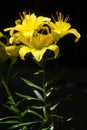 Lily yellow. a heraldic fleur-de-lis. Lilies are tall perennials