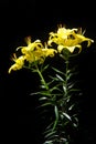 Lily yellow. a heraldic fleur-de-lis. Lilies are tall perennials
