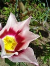 Lilyflowering Lelie bloemige tulip flower macro