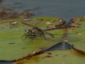 Lilypad Clubtail