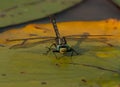 Lilypad Clubtail