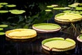 Lilypads Royalty Free Stock Photo