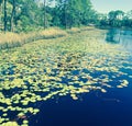 Lilypads at Florida Royalty Free Stock Photo