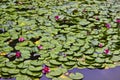 Lilypads and Lotus Flowers