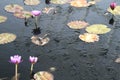 Lilypads and water lillies floating in a pond Royalty Free Stock Photo