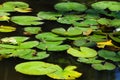 Lilypads `Nymphaeaceae` Royalty Free Stock Photo