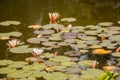 Lilypads In Summer Pond With Pale Pink Blooms