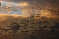 Lilypads with Sunset Reflection