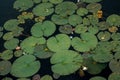 Lilypads on the water of a lake