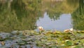 Lilypads or waterlily on a pond with reflection of brush bush around it in the pond.