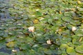Lilypads or waterlily on a pond
