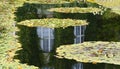 Lilypond Royalty Free Stock Photo