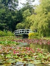 Lilypond Bridge Royalty Free Stock Photo