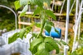 Lima beans in aquaponics