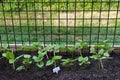 Lima Beans Growing in Patio Garden Royalty Free Stock Photo