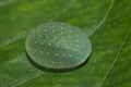 Limacodid Slug Caterpillar, Thane, Maharashtra, India