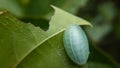 Closeup shot of a limacodidae moth caterpillar on a green leaf Royalty Free Stock Photo