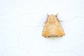 Limacodidae moth Royalty Free Stock Photo