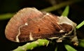 Limacodidae Moth. Miresa sp a family of moths Royalty Free Stock Photo