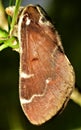 Limacodidae Moth. Miresa sp a family of moths Royalty Free Stock Photo