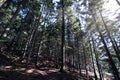 Limanowa, Poland: Wide angle shot of tall mountain trees in the forest, Bright sun rays penetrate tree trunk during day time Royalty Free Stock Photo