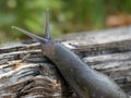 Ash-black slug - Limax cinereoniger - on a dry tree trunk. Royalty Free Stock Photo