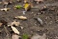 Limax maximus - leopard slug crawling on the ground among the leaves Royalty Free Stock Photo