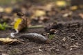 Limax maximus - leopard slug crawling on the ground among the leaves