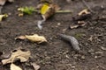 Limax maximus - leopard slug crawling on the ground among the leaves Royalty Free Stock Photo