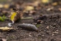 Limax maximus - leopard slug crawling on the ground among the leaves Royalty Free Stock Photo