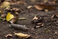 Limax maximus - leopard slug crawling on the ground among the leaves Royalty Free Stock Photo