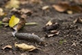 Limax maximus - leopard slug crawling on the ground among the leaves Royalty Free Stock Photo