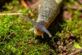 Limax maximus - leopard slug crawling on the ground among the leaves and leaves a trail Royalty Free Stock Photo