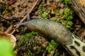 Limax maximus - leopard slug crawling on the ground among the leaves and leaves a trail Royalty Free Stock Photo