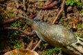 Limax maximus - leopard slug crawling on the ground among the leaves and leaves a trail Royalty Free Stock Photo