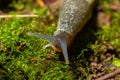 Limax maximus - leopard slug crawling on the ground among the leaves and leaves a trail Royalty Free Stock Photo