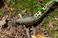 Limax maximus - leopard slug crawling on the ground among the leaves and leaves a trail Royalty Free Stock Photo