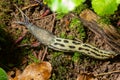 Limax maximus - leopard slug crawling on the ground among the leaves and leaves a trail Royalty Free Stock Photo